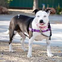 Thumbnail photo of Tootsie Roll #1