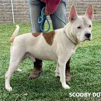 Thumbnail photo of Scooby Duh #1