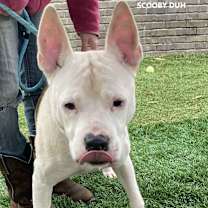 Thumbnail photo of Scooby Duh #3