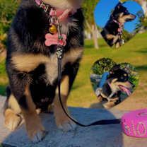 Thumbnail photo of Willow #1