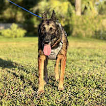 Thumbnail photo of Sultan #1