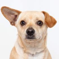 Thumbnail photo of Peanut #1