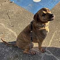 Thumbnail photo of Cinnamon #1