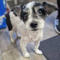 Thumbnail photo of Elvis #1