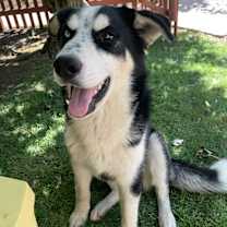 Thumbnail photo of Bulleit #1