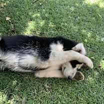 Thumbnail photo of Bulleit #3