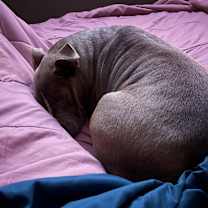 Thumbnail photo of Xena #3