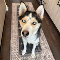 Thumbnail photo of Bear #1