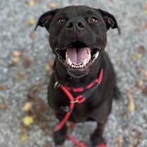 Thumbnail photo of Bowie #1