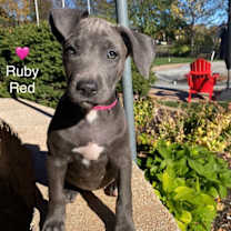 Ruby Red- Silver Lab