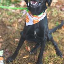 Thumbnail photo of Major-Adoptable #1