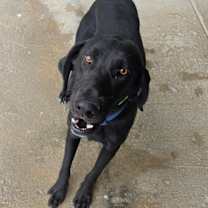 Thumbnail photo of Major-Adoptable #2