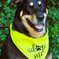 Thumbnail photo of RAINEY #1