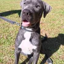 Thumbnail photo of Rogi Wiggles #2