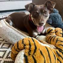 Thumbnail photo of Magic Conch #1