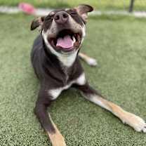 Thumbnail photo of Magic Conch #2