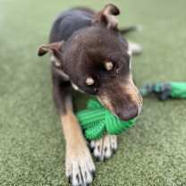 Thumbnail photo of Magic Conch #3