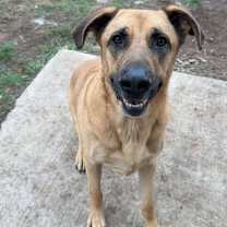 Thumbnail photo of Apollo 250551 #2