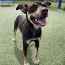 Thumbnail photo of Magic Conch #4