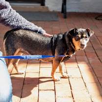 Thumbnail photo of Mamma Mia  #4