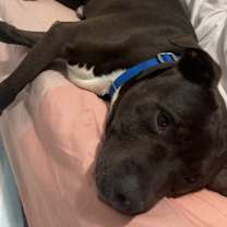 Thumbnail photo of Yolo - IN FOSTER #3