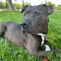 Thumbnail photo of Yolo - IN FOSTER #4