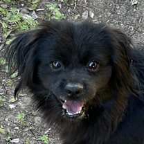 Thumbnail photo of Rembrandt #1