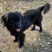 Thumbnail photo of Rembrandt #2