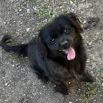 Thumbnail photo of Rembrandt #3