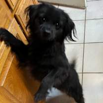 Thumbnail photo of Rembrandt #4