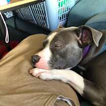 Thumbnail photo of Maizy #1