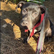 Thumbnail photo of Shadow [Foster Home] #2