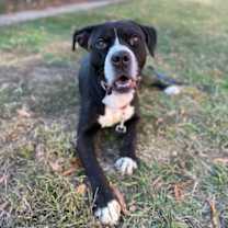 Thumbnail photo of Bowser #3