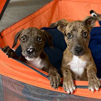 Thumbnail photo of Rocky #2