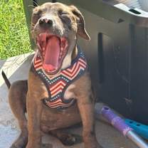 Thumbnail photo of Rocky #4