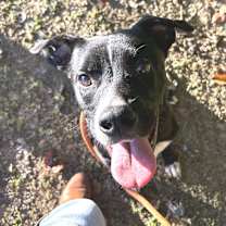 Thumbnail photo of Bing (Formerly Noir) #1