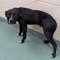 Thumbnail photo of Bing (Formerly Noir) #2