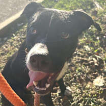 Thumbnail photo of Bing (Formerly Noir) #3