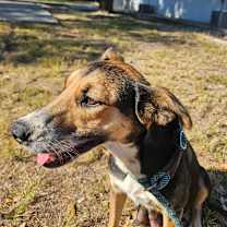 Thumbnail photo of Cornucopia #2