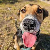 Thumbnail photo of Cornucopia #3