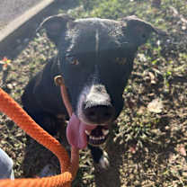 Thumbnail photo of Bing (Formerly Noir) #4