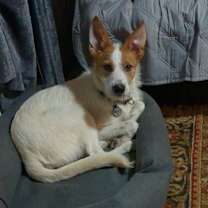 Thumbnail photo of Otis #1