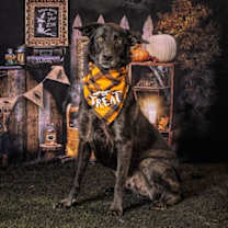 Thumbnail photo of Bolt #1