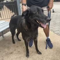 Thumbnail photo of Bolt #2