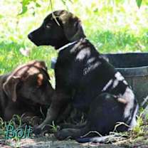 Thumbnail photo of Bolt #4