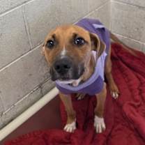 Thumbnail photo of Chevy-Adoptable Awaiting S/N #1