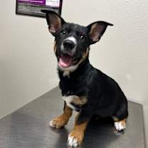 Thumbnail photo of Brody #3