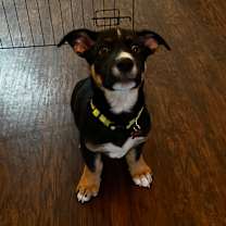 Thumbnail photo of Brody #4