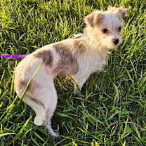 Thumbnail photo of Rivian #2