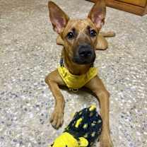 Thumbnail photo of Mini #3